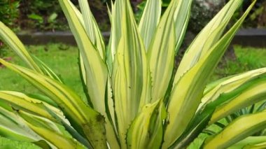 Agave americana Mediopicta (also called Agave americana, century plant, maguey, American aloe). This plant is known to be able to cause severe allergic dermatitis