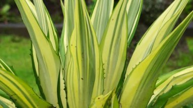 Agave americana Mediopicta (also called Agave americana, century plant, maguey, American aloe). This plant is known to be able to cause severe allergic dermatitis