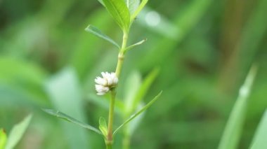 Alligator weed (Alternanthera philoxeroides) with a background. The exotic tropical grass with a special aroma. The grass is growing in the garden.