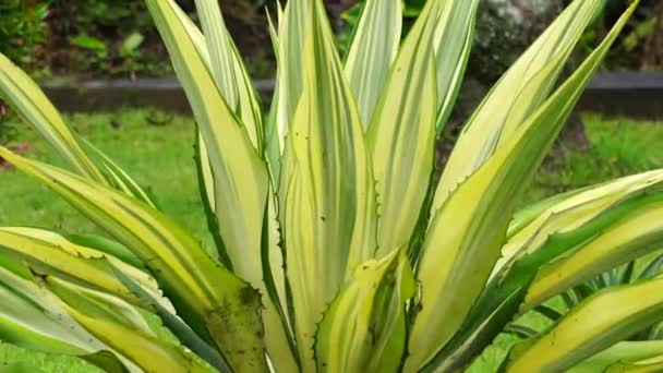 Agave Americana Mediopicta Also Called Agave Americana Century Plant Maguey — Stok Video