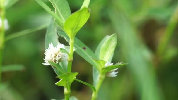 Alligator Weed Alternanthera Philoxeroides Background Exotic Tropical Grass Special Aroma — Stockvideo