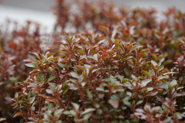 Alternanthera ficoidea (Also called Joseph's coat, Parrot leaf, Alternanthera tenella, Brazilian Snow Flower, Brazilian Snowflower). This plant suitable to be used to protect soil against erosion