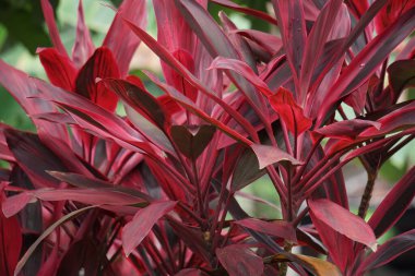 Cordyline fruticosa commonly called ti plant, palm lily, cabbage palm, good luck plant, Convallaria fruticosa L., Asparagus terminalis L., Cordyline terminalis or andong (indonesian)