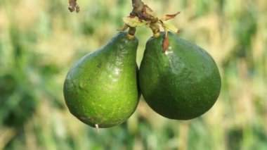Green young avocado (Persea americana, avocado pear, alligator pear) in the nature background