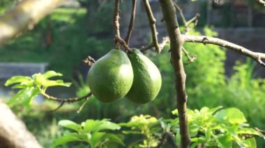 Green young avocado (Persea americana, avocado pear, alligator pear) in the nature background