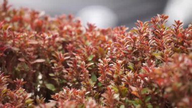 Alternanthera ficoidea (Also called Joseph's coat, Parrot leaf, Alternanthera tenella, Brazilian Snow Flower, Brazilian Snowflower). This plant suitable to be used to protect soil against erosion