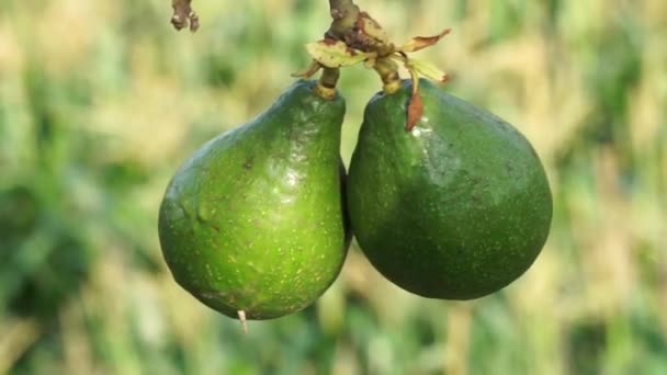 Green Young Avocado Persea Americana Avocado Pear Alligator Pear Nature — Vídeos de Stock