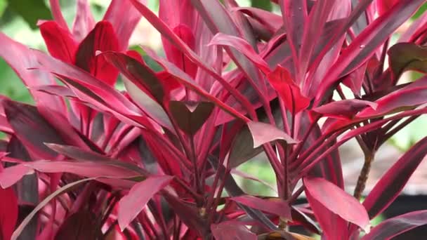 Cordyline Fruticosa Commonly Called Plant Palm Lily Cabbage Palm Good — Vídeos de Stock