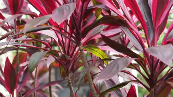 Cordyline Fruticosa Commonly Called Plant Palm Lily Cabbage Palm Good — Vídeos de Stock