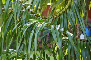 Grammatophyllum speciosum (Also called giant orchid, tiger orchid, sugar cane orchid, queen of the orchids, anggrek tebu) on the tree. This is the world's tallest orchid, with recorded up to 25 ft