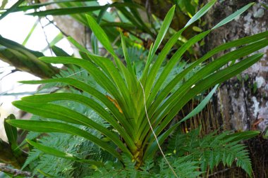 Grammatophyllum speciosum (Also called giant orchid, tiger orchid, sugar cane orchid, queen of the orchids, anggrek tebu) on the tree. This is the world's tallest orchid, with recorded up to 25 ft