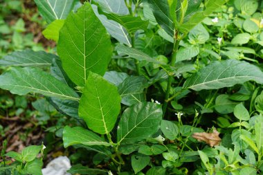 Ficus septica (awar-awar, bar-abar, ki ciyat, bobulutu, tagalolo, tobo-tobo, dausalo) doğada bulunur. Ficus septica romatizmayı, zehir önleyici ilaçları ve diğerlerini tedavi edebilir..