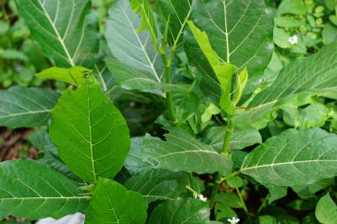 Ficus septica (awar-awar, bar-abar, ki ciyat, bobulutu, tagalolo, tobo-tobo, dausalo) doğada bulunur. Ficus septica romatizmayı, zehir önleyici ilaçları ve diğerlerini tedavi edebilir..