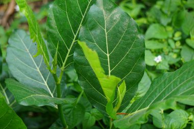 Ficus septica (awar-awar, bar-abar, ki ciyat, bobulutu, tagalolo, tobo-tobo, dausalo) doğada bulunur. Ficus septica romatizmayı, zehir önleyici ilaçları ve diğerlerini tedavi edebilir..