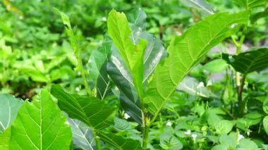Ficus septica (awar-awar, bar-abar, ki ciyat, bobulutu, tagalolo, tobo-tobo, dausalo) doğada bulunur. Ficus septica romatizmayı, zehir önleyici ilaçları ve diğerlerini tedavi edebilir..