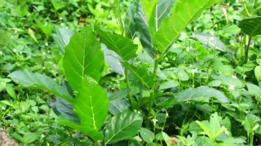 Ficus septica (awar-awar, bar-abar, ki ciyat, bobulutu, tagalolo, tobo-tobo, dausalo) doğada bulunur. Ficus septica romatizmayı, zehir önleyici ilaçları ve diğerlerini tedavi edebilir..