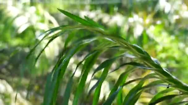 Grammatophyllum Speciosum Also Called Giant Orchid Tiger Orchid Sugar Cane — Stok Video