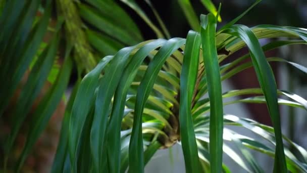 Grammatophyllum Speciosum Also Called Giant Orchid Tiger Orchid Sugar Cane — Αρχείο Βίντεο