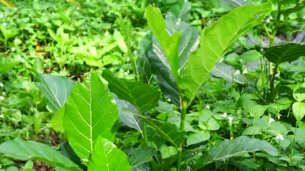 Ficus Septica Awar Awar Bar Abar Ciyat Bobulutu Tagalolo Tobo — Vídeo de stock