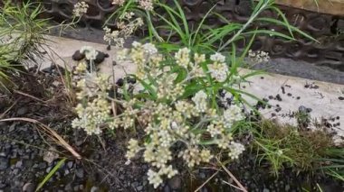 Anaphalis javanica (Javanese edelweiss, Gnaphalium javanicum, senduro, never wilts, eternal flower). It is called the flower of immortality because this flower can survive for approximately 100 years
