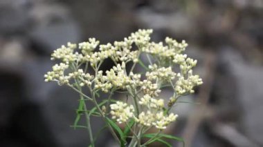 Anaphalis javanica (Javanese edelweiss, Gnaphalium javanicum, senduro, never wilts, eternal flower). It is called the flower of immortality because this flower can survive for approximately 100 years