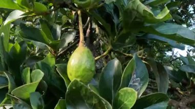 Green young avocado (Persea americana, avocado pear, alligator pear) in the nature background