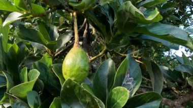 Green young avocado (Persea americana, avocado pear, alligator pear) in the nature background