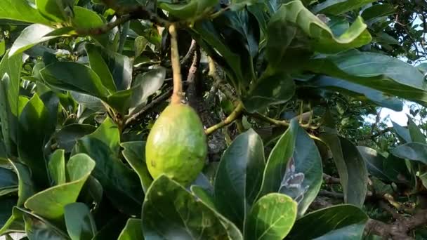 Green Young Avocado Persea Americana Avocado Pear Alligator Pear Nature — Vídeos de Stock