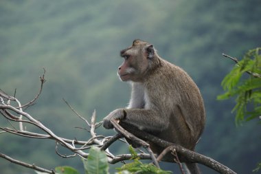 Macaca fascicularis (Monyet kra, kera ekor panjang, monyet ekor panjang, long-tailed macaque, monyet pemakan kepiting, crab-eating monkey) on the tree.