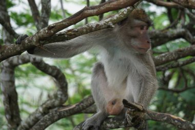 Macaca fascicularis (Monyet kra, kera ekor panjang, monyet ekor panjang, long-tailed macaque, monyet pemakan kepiting, crab-eating monkey) on the tree.