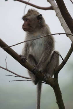 Macaca fascicularis (Monyet kra, kera ekor panjang, monyet ekor panjang, long-tailed macaque, monyet pemakan kepiting, crab-eating monkey) on the tree.