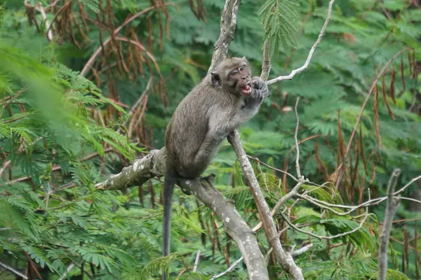 stock image Macaca fascicularis (Monyet kra, kera ekor panjang, monyet ekor panjang, long-tailed macaque, monyet pemakan kepiting, crab-eating monkey) on the tree.