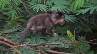 Macaca fascicularis (Monyet kra, kera ekor panjang, monyet ekor panjang, long-tailed macaque, monyet pemakan kepiting, crab-eating monkey) on the tree.