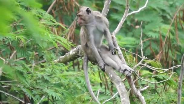Macaca Fascicularis Monyet Kra Kera Ekor Panjang Monyet Ekor Panjang — Vídeo de stock