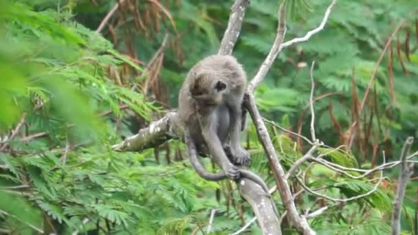 Macaca Fascicularis Monyet Kra Kera Ekor Panjang Monyet Ekor Panjang — Stockvideo