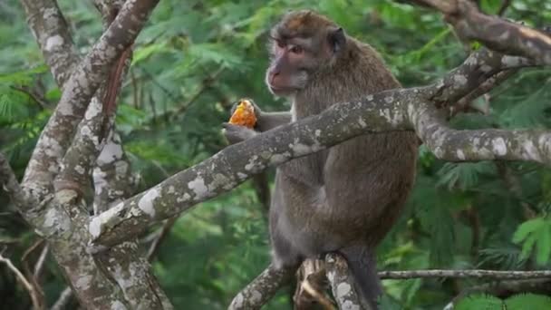 Macaca Fascicularis Monyet Kra Kera Ekor Panjang Monyet Ekor Panjang — Vídeos de Stock