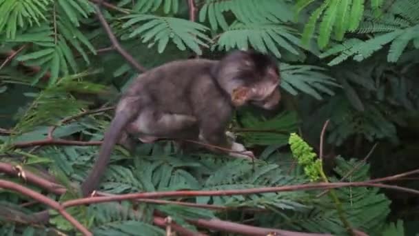 Macaca Fascicularis Monyet Kra Kera Ekor Panjang Monyet Ekor Panjang — Vídeo de Stock