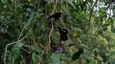 Ağaçta arşidendron pauciflorum (Kara boncuk, köpek meyvesi, Jenkol ağacı, Luk Nieng ağacı, Ngapi Nut, Pithecellobium lobatum Benth, djengkol, jengkol)