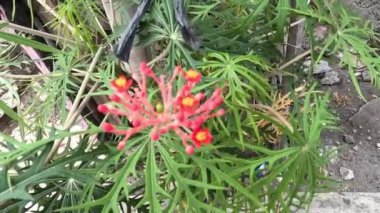 Jatropha podagrica (ayrıca Jarak bali, jarak batang gajah, gut bitkisi, gut sapığı olarak da bilinir) çiçeği. Bu bitki ağrı kesici, tonik, afrodizyak, müshil, yılan ısırığı, gut vs. olarak kullanılır.
