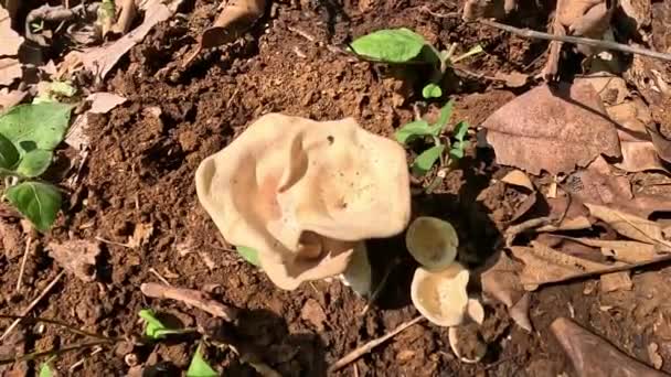 Pleurotus Ostreatus Hiratake Tamogitake Jamur Tiram Μανιτάρι Στη Φύση — Αρχείο Βίντεο