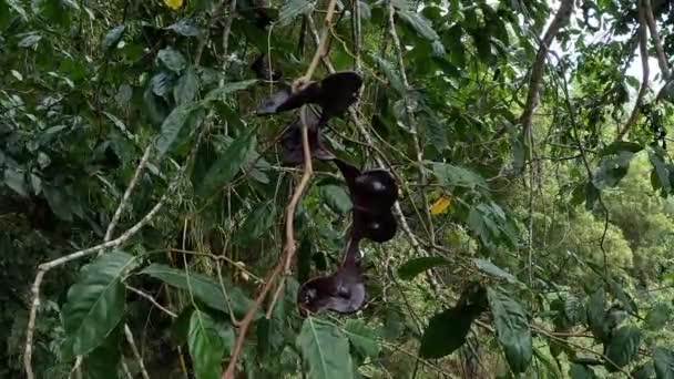 Archidendron Pauciflorum Blackbead Dog Fruit Djenkol Tree Luk Nieng Tree — Wideo stockowe