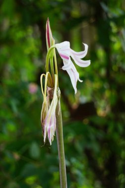 Amaryllis zambağı (Bunga bakung olarak da bilinir) doğada