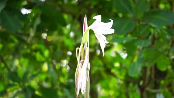 Amaryllis Lily 又名Bunga Bakung 在自然界中 — 图库视频影像