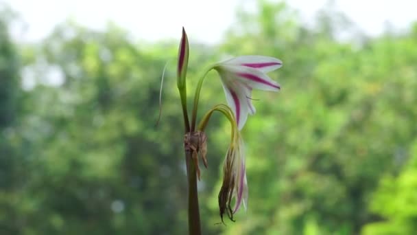 Amaryllis Lily Also Called Bunga Bakung Nature — Stock Video