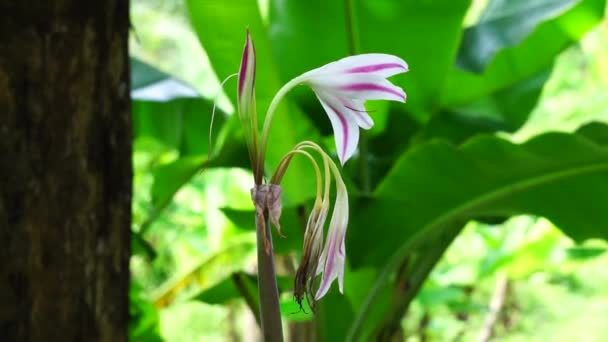 Amaryllis Lily 又名Bunga Bakung 在自然界中 — 图库视频影像