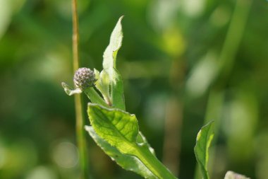 Doğal bir geçmişi olan kasımpatı balsamita. Ağrı ve krampları dindirmek için geleneksel ilaç.