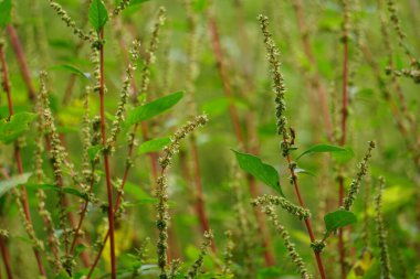 Thorny Amaranthus (Amaranthus spinosus, dikenli araranth, dikenli yosun, dikenli armut, dikenli amaranth)