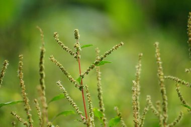 Thorny Amaranthus (Amaranthus spinosus, dikenli araranth, dikenli yosun, dikenli armut, dikenli amaranth)