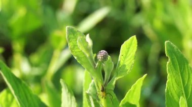 Doğal bir geçmişi olan kasımpatı balsamita. Ağrı ve krampları dindirmek için geleneksel ilaç.