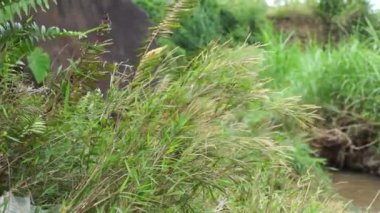 Pogonatherum crinitum (Bambu otu, kotokan merangan, Andropogon crinitus, Pogonopsis tenera, Andropogon monandrus). Bu bitki, çocuklar için idrar müshil ve ateş ilacı olarak kullanışlıdır.